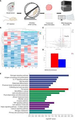 Exercise-augmented THSD7B exhibited a positive prognostic implication and tumor-suppressed functionality in pan-cancer